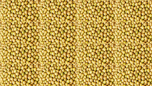 Whole Coriander Seed